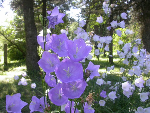 campanula persicifolia